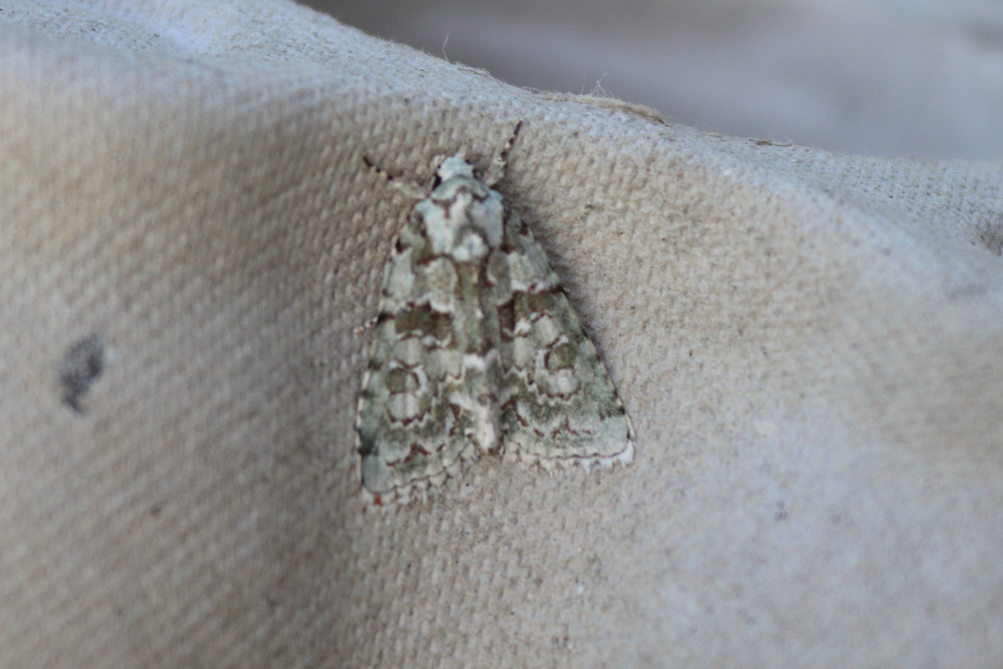 Photo of Marbled Green (Bryopsis muralis)